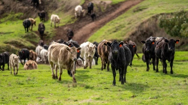 Close up of Angus and Murray Grey Cows eating long pasture in Australia