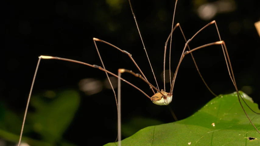 A Daddy-long-legs spider sitting on a green leaf