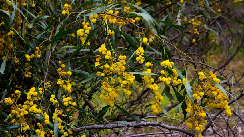 Wattle tree